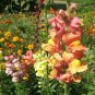 Snapdragon, Antirrhinum majus Maximum, Seeds (Mixed Colors)