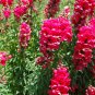 Snapdragon, Antirrhinum majus Maximum, Seeds (Mixed Colors)