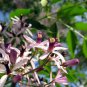 Chinaberry, Melia azedarach, Tree Seeds (Fast, Showy, Fragrant)