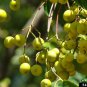 Chinaberry, Melia azedarach, Tree Seeds (Fast, Showy, Fragrant)