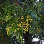 Chinaberry, Melia azedarach, Tree Seeds (Fast, Showy, Fragrant)