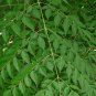 Chinaberry, Melia azedarach, Tree Seeds (Fast, Showy, Fragrant)