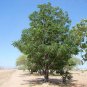 Chinaberry, Melia azedarach, Tree Seeds (Fast, Showy, Fragrant)