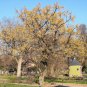 Chinaberry, Melia azedarach, Tree Seeds (Fast, Showy, Fragrant)