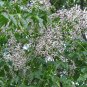 Chinaberry, Melia azedarach, Tree Seeds (Fast, Showy, Fragrant)