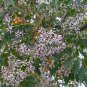 Chinaberry, Melia azedarach, Tree Seeds (Fast, Showy, Fragrant)