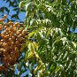Chinaberry, Melia azedarach, Tree Seeds (Fast, Showy, Fragrant)