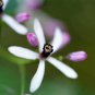 Chinaberry, Melia azedarach, Tree Seeds (Fast, Showy, Fragrant)