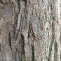 Chinaberry, Melia azedarach, Tree Seeds (Fast, Showy, Fragrant)