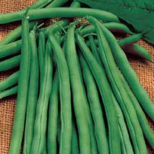 Green Bean Seeds (Snap Bean) - Bush Blue Lake 274 (Stringless)