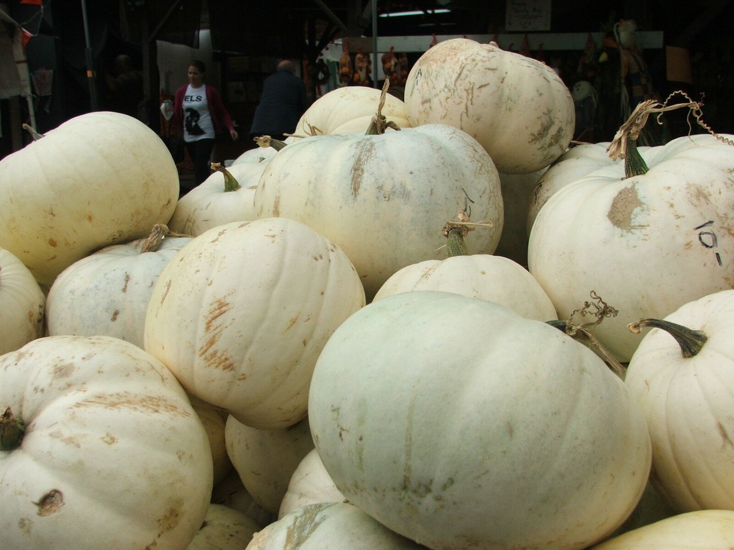 Casper White Pumpkin, Cucurbita pepo, Seeds (10-16 lbs.)