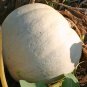 Casper White Pumpkin, Cucurbita pepo, Seeds (10-16 lbs.)