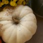 Casper White Pumpkin, Cucurbita pepo, Seeds (10-16 lbs.)