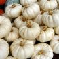 Casper White Pumpkin, Cucurbita pepo, Seeds (10-16 lbs.)