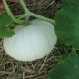 Casper White Pumpkin, Cucurbita pepo, Seeds (10-16 lbs.)