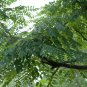 4 Kentucky Coffee Tree, Gymnocladus dioicus, Seeds (Fast, Fall Color, Hardy)