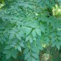 4 Kentucky Coffee Tree, Gymnocladus dioicus, Seeds (Fast, Fall Color, Hardy)