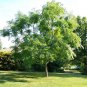 4 Kentucky Coffee Tree, Gymnocladus dioicus, Seeds (Fast, Fall Color, Hardy)