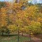 4 Kentucky Coffee Tree, Gymnocladus dioicus, Seeds (Fast, Fall Color, Hardy)
