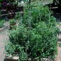 Tomato Seeds - Large Red Cherry