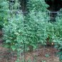 Tomato Seeds - Large Red Cherry