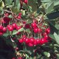 30 Sargent's Crab apple, Malus sargentii, Tree Seeds (Fast, Hardy, Fall Color)