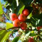 30 Sargent's Crab apple, Malus sargentii, Tree Seeds (Fast, Hardy, Fall Color)
