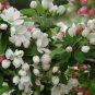 30 Sargent's Crab apple, Malus sargentii, Tree Seeds (Fast, Hardy, Fall Color)