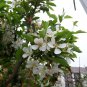 30 Sargent's Crab apple, Malus sargentii, Tree Seeds (Fast, Hardy, Fall Color)