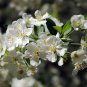 30 Sargent's Crab apple, Malus sargentii, Tree Seeds (Fast, Hardy, Fall Color)