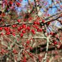 30 Sargent's Crab apple, Malus sargentii, Tree Seeds (Fast, Hardy, Fall Color)