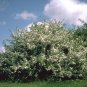 30 Sargent's Crab apple, Malus sargentii, Tree Seeds (Fast, Hardy, Fall Color)