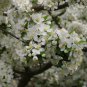 30 Sargent's Crab apple, Malus sargentii, Tree Seeds (Fast, Hardy, Fall Color)