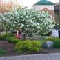 30 Sargent's Crab apple, Malus sargentii, Tree Seeds (Fast, Hardy, Fall Color)