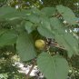 Tung Oil Tree, Aleurites fordii, Tree Seeds (Fast, Showy, Fall Color)