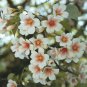 Tung Oil Tree, Aleurites fordii, Tree Seeds (Fast, Showy, Fall Color)