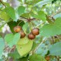 Tung Oil Tree, Aleurites fordii, Tree Seeds (Fast, Showy, Fall Color)