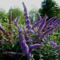 300 Butterfly Bush, Buddleia davidii, Shrub Seeds (Fast, Showy, Fragrant, Hardy)