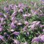 300 Butterfly Bush, Buddleia davidii, Shrub Seeds (Fast, Showy, Fragrant, Hardy)
