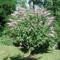300 Butterfly Bush, Buddleia davidii, Shrub Seeds (Fast, Showy, Fragrant, Hardy)
