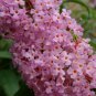 300 Butterfly Bush, Buddleia davidii, Shrub Seeds (Fast, Showy, Fragrant, Hardy)