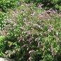 300 Butterfly Bush, Buddleia davidii, Shrub Seeds (Fast, Showy, Fragrant, Hardy)