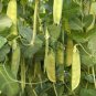 Snow Peas - Dwarf Grey Sugar (Chinese Pea Pod), Pisum sativum