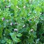 Snow Peas - Dwarf Grey Sugar (Chinese Pea Pod), Pisum sativum