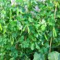 Snow Peas - Dwarf Grey Sugar (Chinese Pea Pod), Pisum sativum