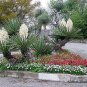30 Banana yucca, Yucca baccata, Shrub Seeds (Hardy Evergreen, Edible, Showy)
