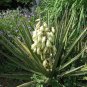 30 Banana yucca, Yucca baccata, Shrub Seeds (Hardy Evergreen, Edible, Showy)