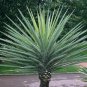 30 Banana yucca, Yucca baccata, Shrub Seeds (Hardy Evergreen, Edible, Showy)