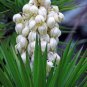 30 Banana yucca, Yucca baccata, Shrub Seeds (Hardy Evergreen, Edible, Showy)
