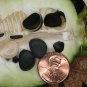 30 Banana yucca, Yucca baccata, Shrub Seeds (Hardy Evergreen, Edible, Showy)